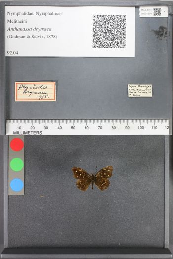 Media type: image;   Entomology 91394